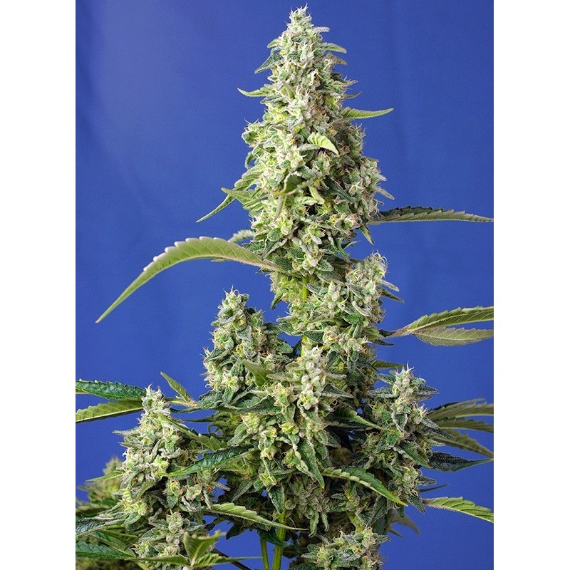 Gorilla Girl XL | Autoflower | Sweet Seeds