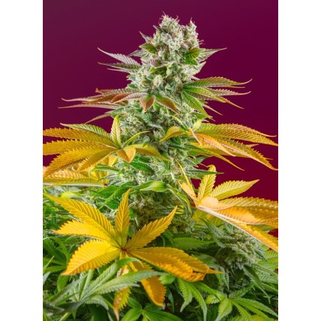Gorilla Girl F1 Fast Version | Feminized | Sweet Seeds