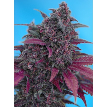 Dark Devil | Autoflower | Sweet Seeds