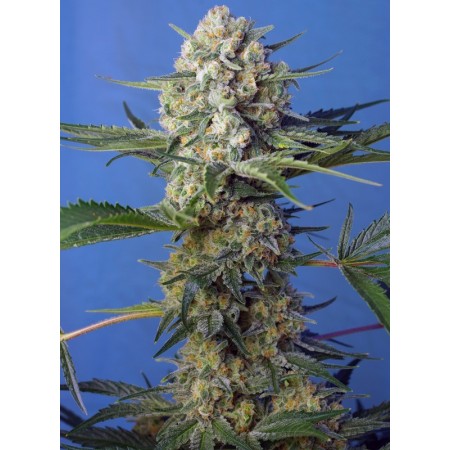 Crystal Candy F1 Fast Version | Feminized | Sweet Seeds