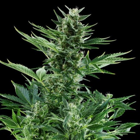 Quick One |  Autoflowering | Royal Queen Seeds
