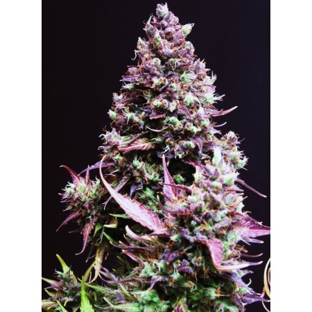 Cream Caramel | Autoflower | Sweet Seeds