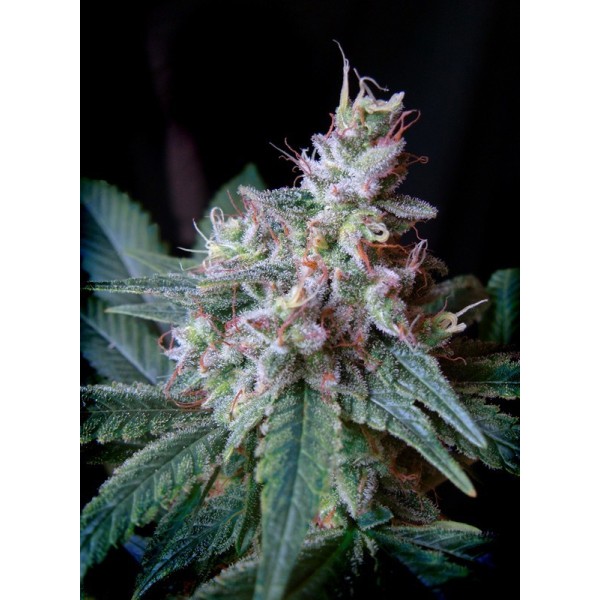 Cream Caramel | Feminized | Sweet Seeds