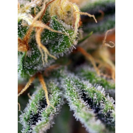 Cream Caramel | Feminized | Sweet Seeds