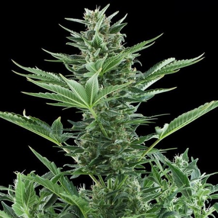 Quick One |  Autoflowering | Royal Queen Seeds