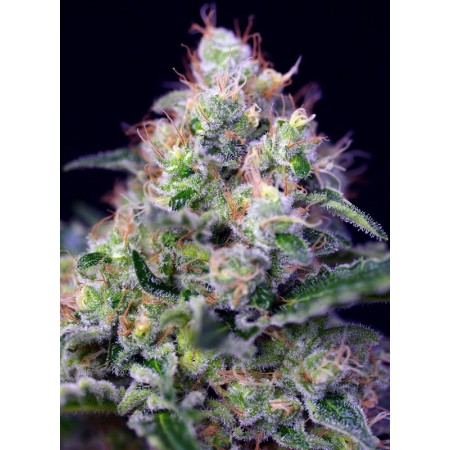 Cream Caramel | Feminized | Sweet Seeds