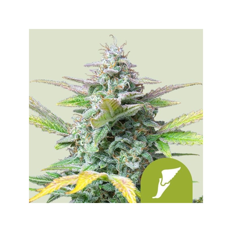 Quick One |  Autoflowering | Royal Queen Seeds