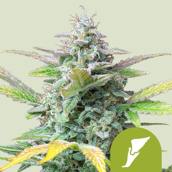 Quick One | Royal Queen Seeds | Autoflowering