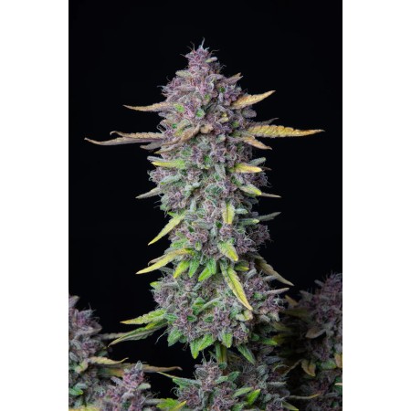 Purple Punch | Autoflower | Fast Buds Seeds