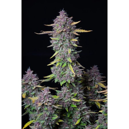 Purple Punch | Autoflower | Fast Buds Seeds