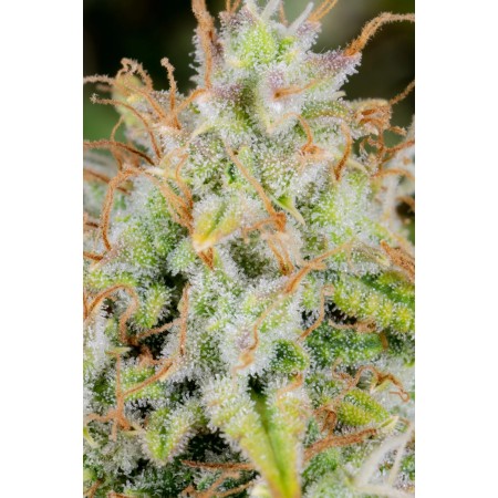 Cinderella | Autoflower | Fast Buds Seeds