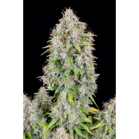 Cinderella | Autoflower | Fast Buds Seeds