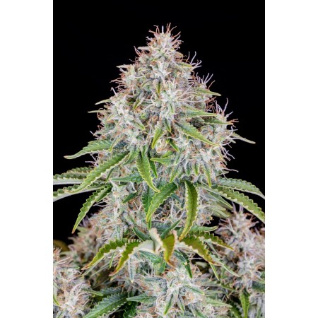 Cinderella | Autoflower | Fast Buds Seeds