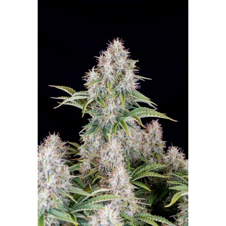 Cinderella | Autoflower | Fast Buds Seeds