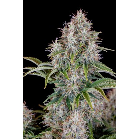Cinderella | Autoflower | Fast Buds Seeds