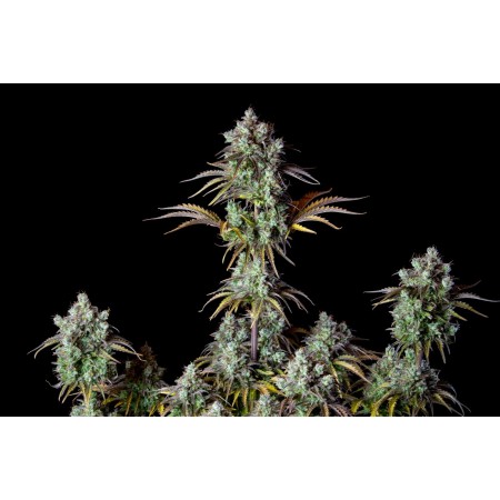 Big Bud | Autoflower | Fast Buds Seeds