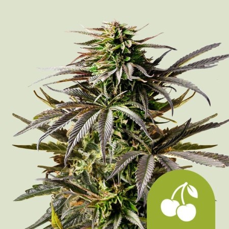 Cherry Pie | Autoflowering | Royal Queen Seeds