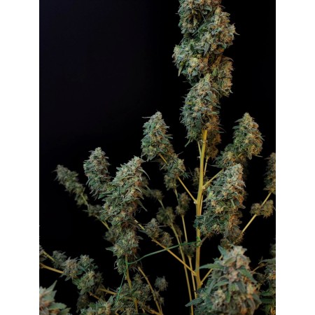 Sour Diesel | Autoflower | Fast Buds Seeds