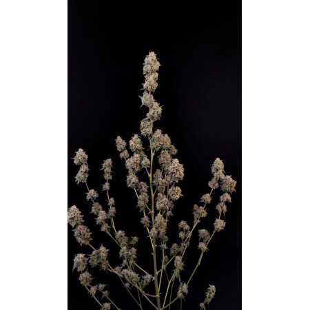 Original AK | Autoflower | Fast Buds Seeds