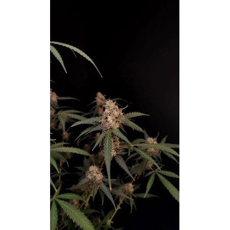Original AK | Autoflower | Fast Buds Seeds