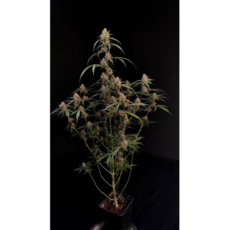 Original AK | Autoflower | Fast Buds Seeds
