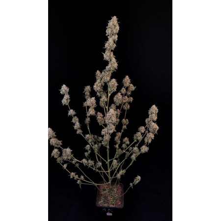 Original AK | Autoflower | Fast Buds Seeds