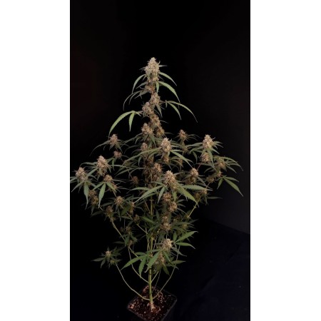 Original AK | Autoflower | Fast Buds Seeds