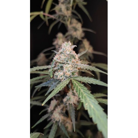 Original AK | Autoflower | Fast Buds Seeds