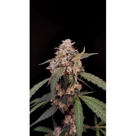 Original AK | Autoflower | Fast Buds Seeds