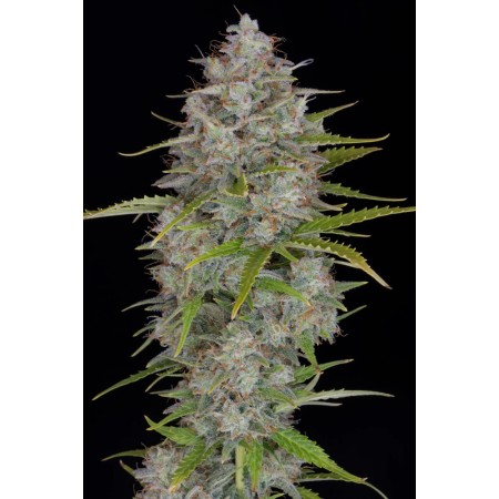 Orange Sherbet | Autoflower | Fast Buds Seeds
