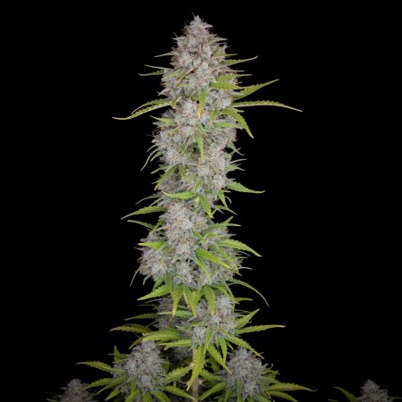 Orange Sherbet | Autoflower | Fast Buds Seeds