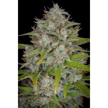 Orange Sherbet | Autoflower | Fast Buds Seeds