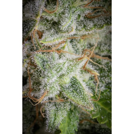 Orange Sherbet | Autoflower | Fast Buds Seeds