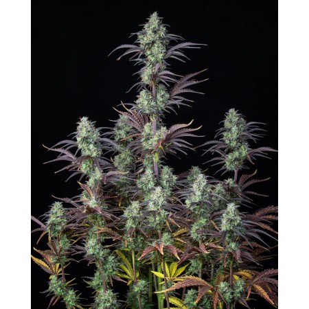 Mimosa Cake | Autoflower | Fast Buds Seeds
