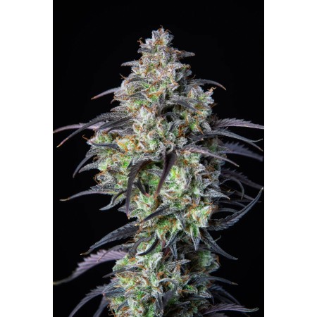 Mimosa Cake | Autoflower | Fast Buds Seeds
