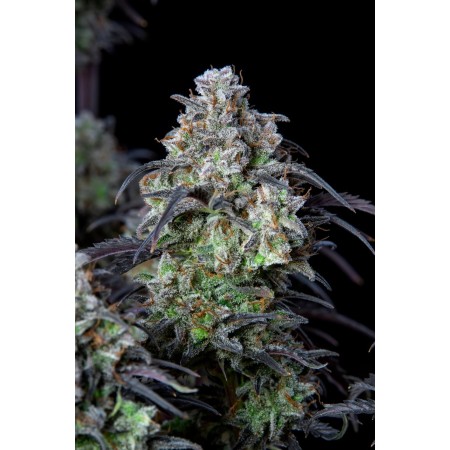 Mimosa Cake | Autoflower | Fast Buds Seeds