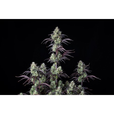 Mimosa Cake | Autoflower | Fast Buds Seeds