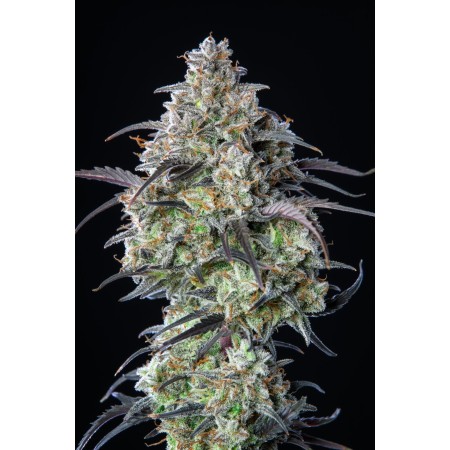 Mimosa Cake | Autoflower | Fast Buds Seeds