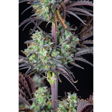 Mimosa Cake | Autoflower | Fast Buds Seeds