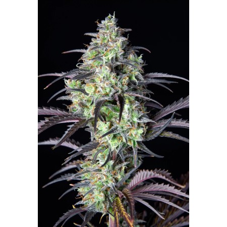 Mimosa Cake | Autoflower | Fast Buds Seeds