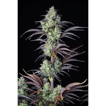Mimosa Cake | Autoflower | Fast Buds Seeds