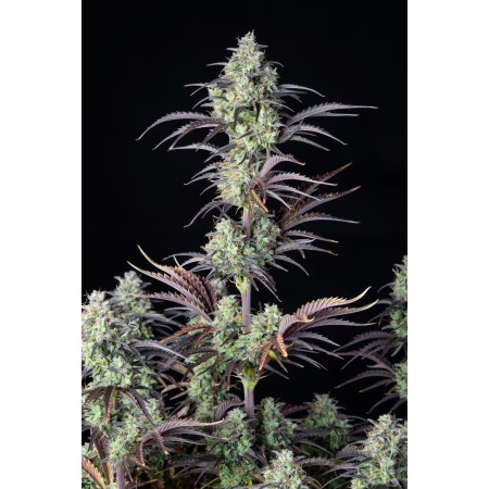 Mimosa Cake | Autoflower | Fast Buds Seeds