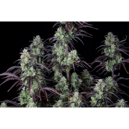 Mimosa Cake | Autoflower | Fast Buds Seeds