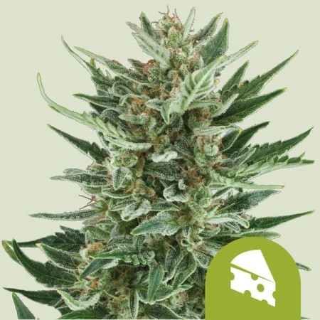 Royal Cheese | Autoflowering | Royal Queen Seeds