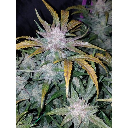 Mexican Airlines | Autoflower | Fast Buds Seeds