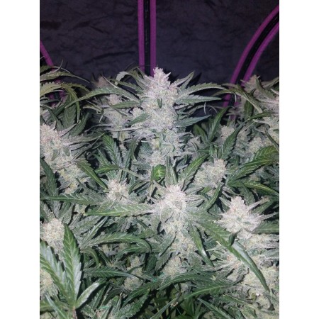 Mexican Airlines | Autoflower | Fast Buds Seeds