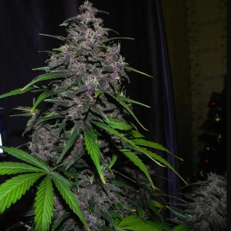 LSD-25 | Autoflower | Fast Buds Seeds