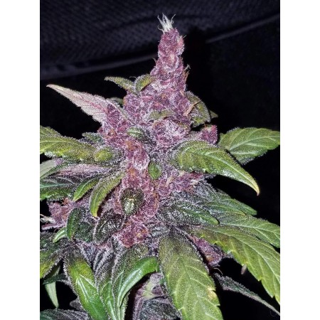 LSD-25 | Autoflower | Fast Buds Seeds