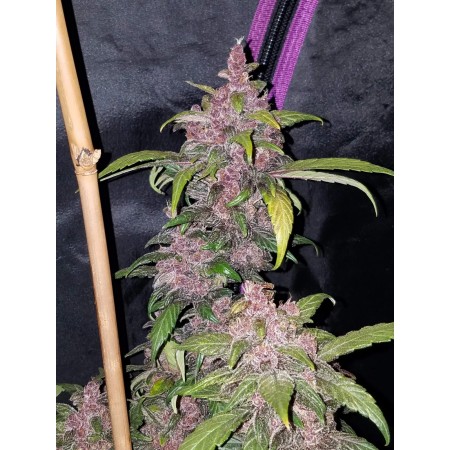LSD-25 | Autoflower | Fast Buds Seeds