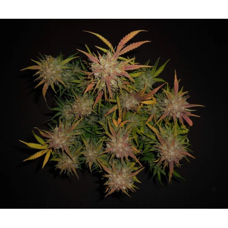 Lemon AK | Autoflower | Fast Buds Seeds